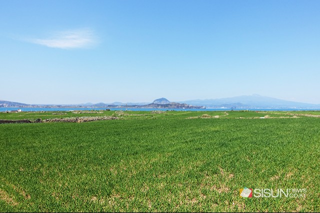 [SN여행] 청보리밭이 시원하게 펼쳐져있는 키 작은 섬 '가파도' [제주 가파도]