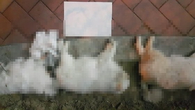 목격자가 자신의 페이스북에 올린 강아지들 사진