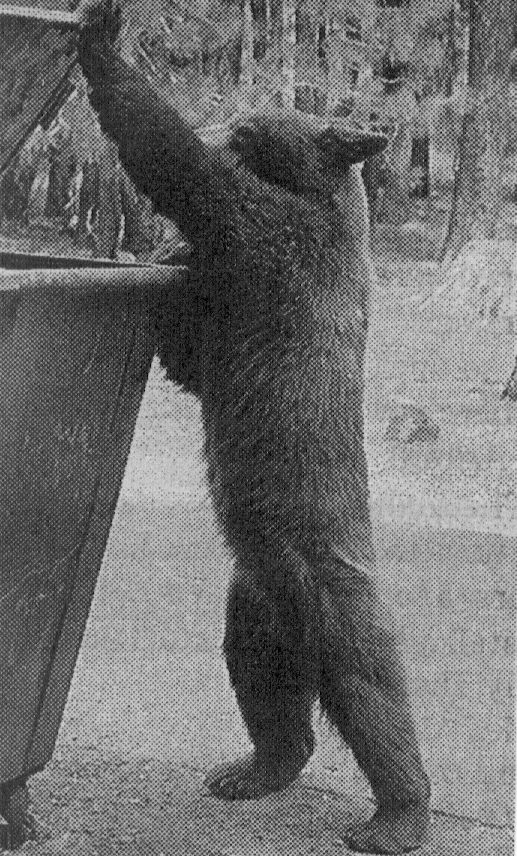 미국 캘리포니아주 인가에 출몰한 흑곰