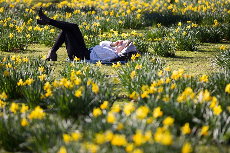 영국. 때이른 봄기운 만끽 (런던 EPA=연합뉴스) 25일(현지시간) 화창한 봄 날씨를 보인 영국 런던 세인트 제임스 공원에서 한 여성이 수선화가 핀 꽃밭에 누워 휴식을 취하고 있다.