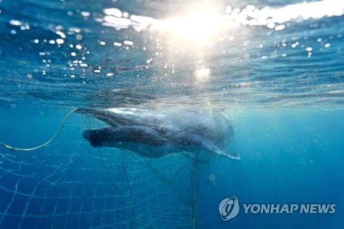 호주 골드코스트 연안 상어 그물망에 걸린 아기 혹등고래. 아기 혹등고래는 환경단체의 구조로 무사히 풀려났다. [EPA=연합뉴스]