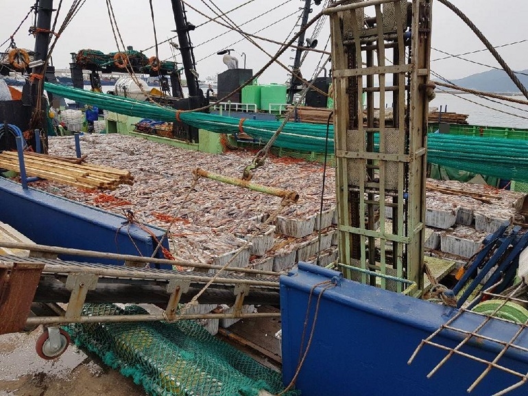 불법 공조조업으로 잡은 오징어 (포항해양경찰서 제공)