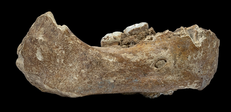 중국에서 발견된 멸종 인류 데니소바인의 턱뼈 화석[연합뉴스 제공]