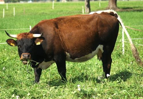 오스트리아 티롤주에서 기르는 툭스-질러탈 소. 소싸움에 맞게 개량한 종으로 덩치는 보통 소보다 약간 작지만 힘이 세다. [사진/위키피디아]