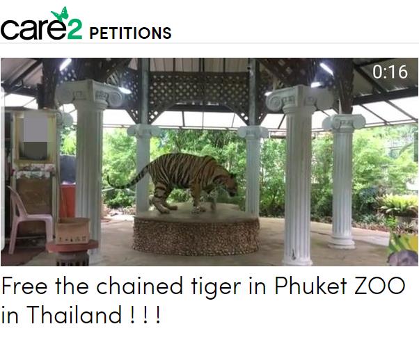 푸켓 동물원 호랑이의 쇠사슬을 벗겨달라는 청원[케어2 웹사이트 캡처]