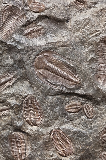 삼엽충 화석(픽사베이)