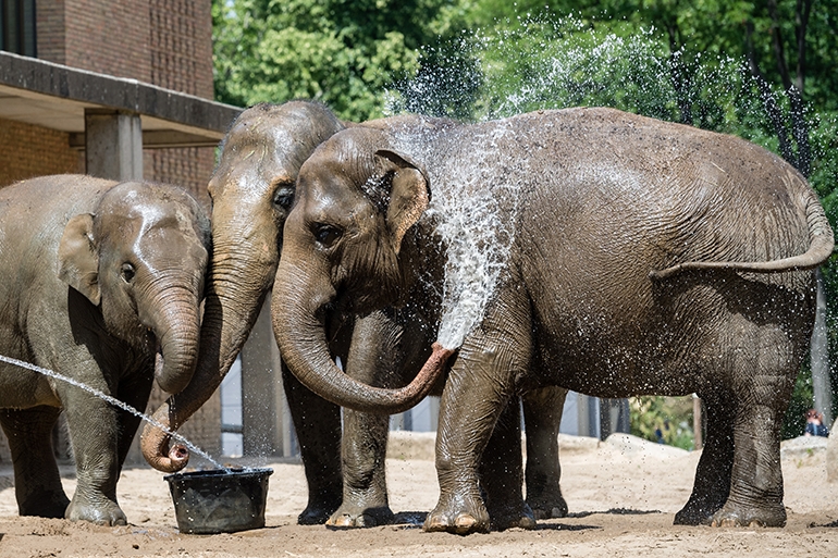 베를린 동물원 코끼리의 여름나기[연합뉴스제공]