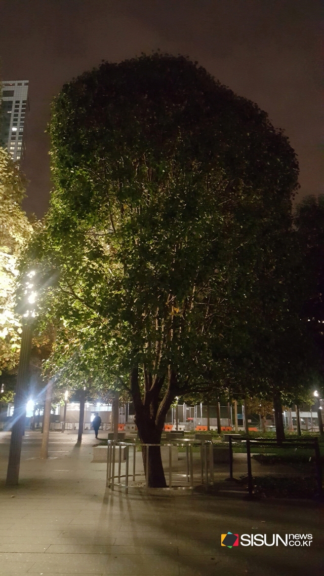 9.11테러 당시 유일하게 살아남은 나무 'The survivor tree' [시선뉴스DB]