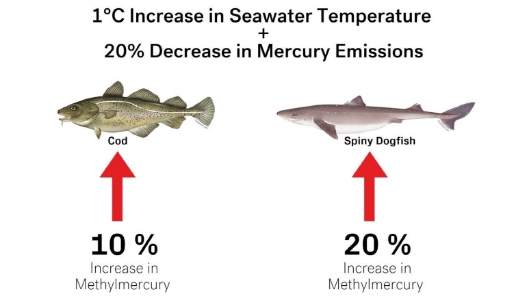 바닷물 온도가 1도 상승하고 수은배출을 20% 줄였을 때 메틸수은 함량 변화 대구는 10% 오르고 곱상어는 20% 증가. [하버드대 SEAS 제공]
