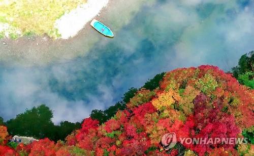 철암단풍(사진/연합뉴스 제공)