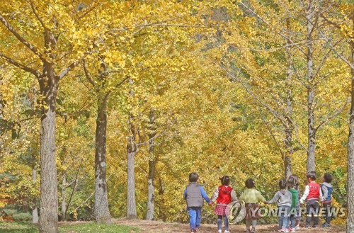 2017년 홍천 은행나무숲(사진/연합뉴스 제공)