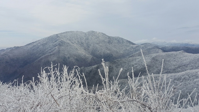 (연합뉴스 제공) 올겨울 첫 서리꽃 핀 지리산 노고단