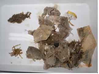 우리나라 서해안에서 사체로 발견된 붉은바다거북 장기에서 나온 해양쓰레기 (국립해양생물자원관 제공)