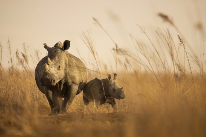 남부흰코뿔소[동물보호단체 아프리카 파크(African Parks) 및 Brent Stirton 제공. 재판매 및 DB 금지]