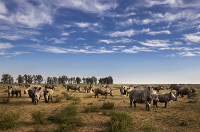 남부흰코뿔소 무리[동물보호단체 아프리카 파크(African Parks) 및 Brent Stirton 제공. 재판매 및 DB 금지]