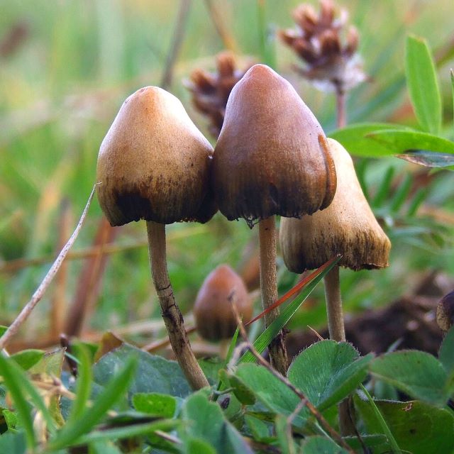 환각 버섯 [자료제공/위키피디아]