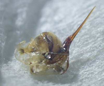 벌침[사진/flickr]