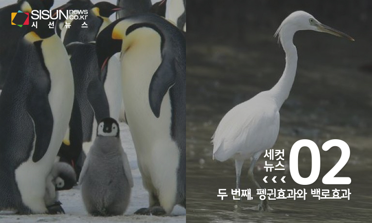 [사진/Pexels. 위키미디어]