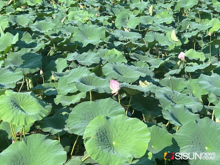 ⓒ지식교양 전문채널-시선뉴스