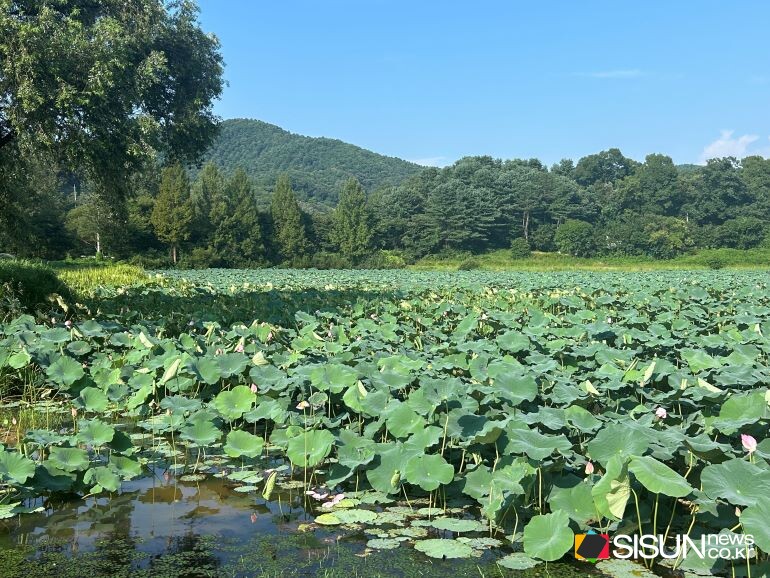 ⓒ지식교양 전문채널-시선뉴스