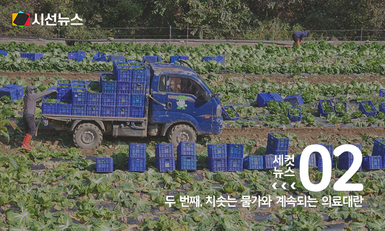 배추 수확 현장[사진/연합뉴스]