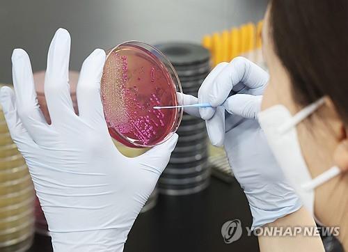 기사와 직접 관련 없음 [식중독군 배양 작업/연합뉴스]