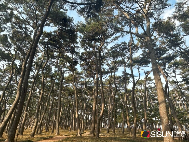 ⓒ지식교양 전문채널-시선뉴스