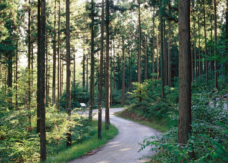 전남 장성치유의숲 임도 [산림청 제공. 재판매 및 DB 금지]