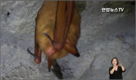 전북 무주 덕유산국립공원 내에서 '황금박쥐'가 서식하는 것으로 확인돼 화제다. (사진/연합뉴스TV 화면 캡처)