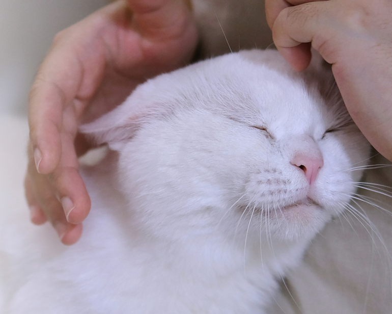 출처 - 나비야 사랑해 홈페이지