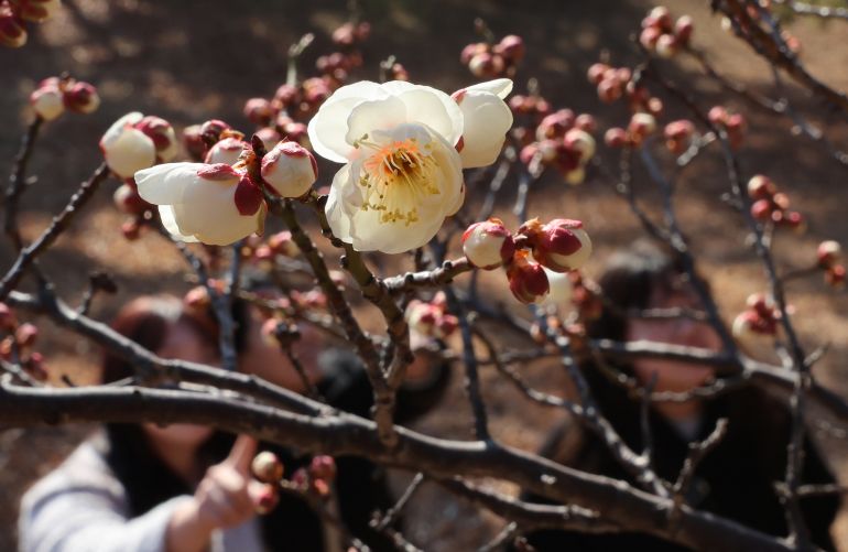 추위 속 피어난 매화 [사진/연합뉴스]