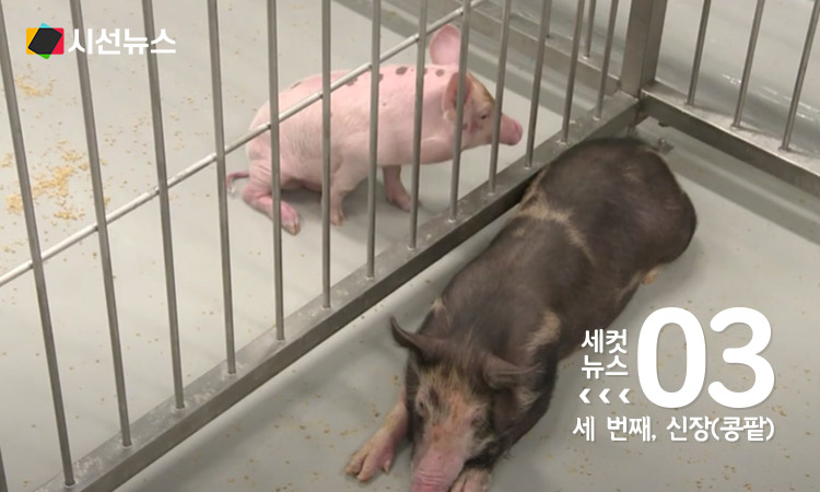 사진/유튜브 영상 캡쳐