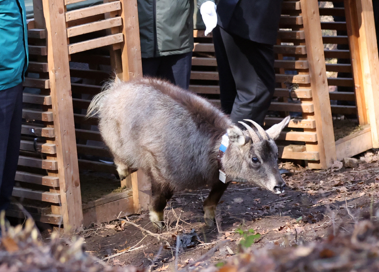 자연으로 돌아가는 천연기념물 산양[연합뉴스]