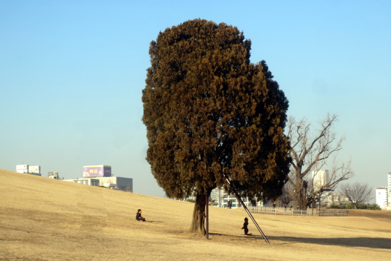 나홀로나무 / 올림픽공원 홈페이지