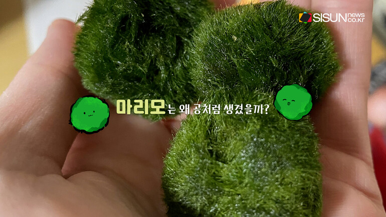 [사진출처 : 픽셀스, 언스플레쉬, 위키미디아, 위키피디아]