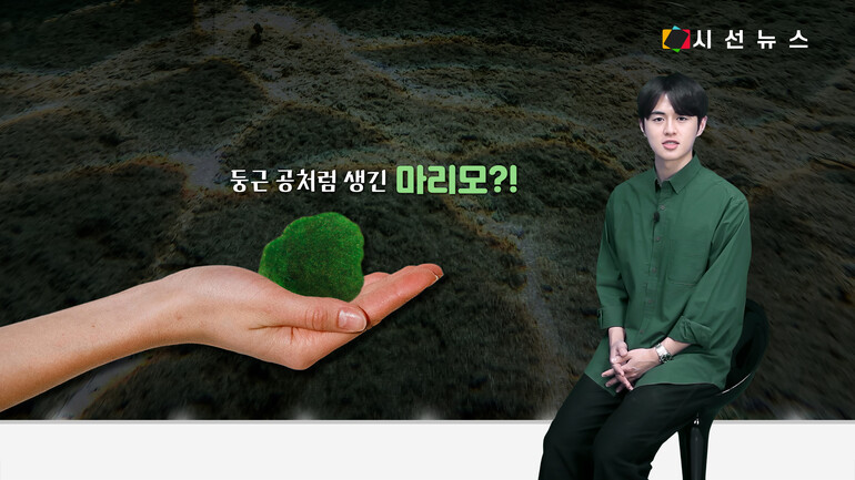 [사진출처 : 픽셀스, 언스플레쉬, 위키미디아, 위키피디아]