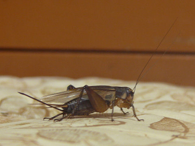 귀뚜라미(출처/픽사베이)