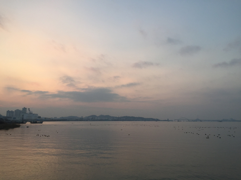 금강 하구/플리커