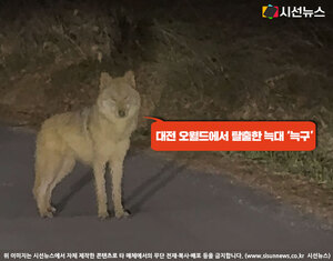 대전 오월드 인근 야산서 발견된 늑구 관련 이미지